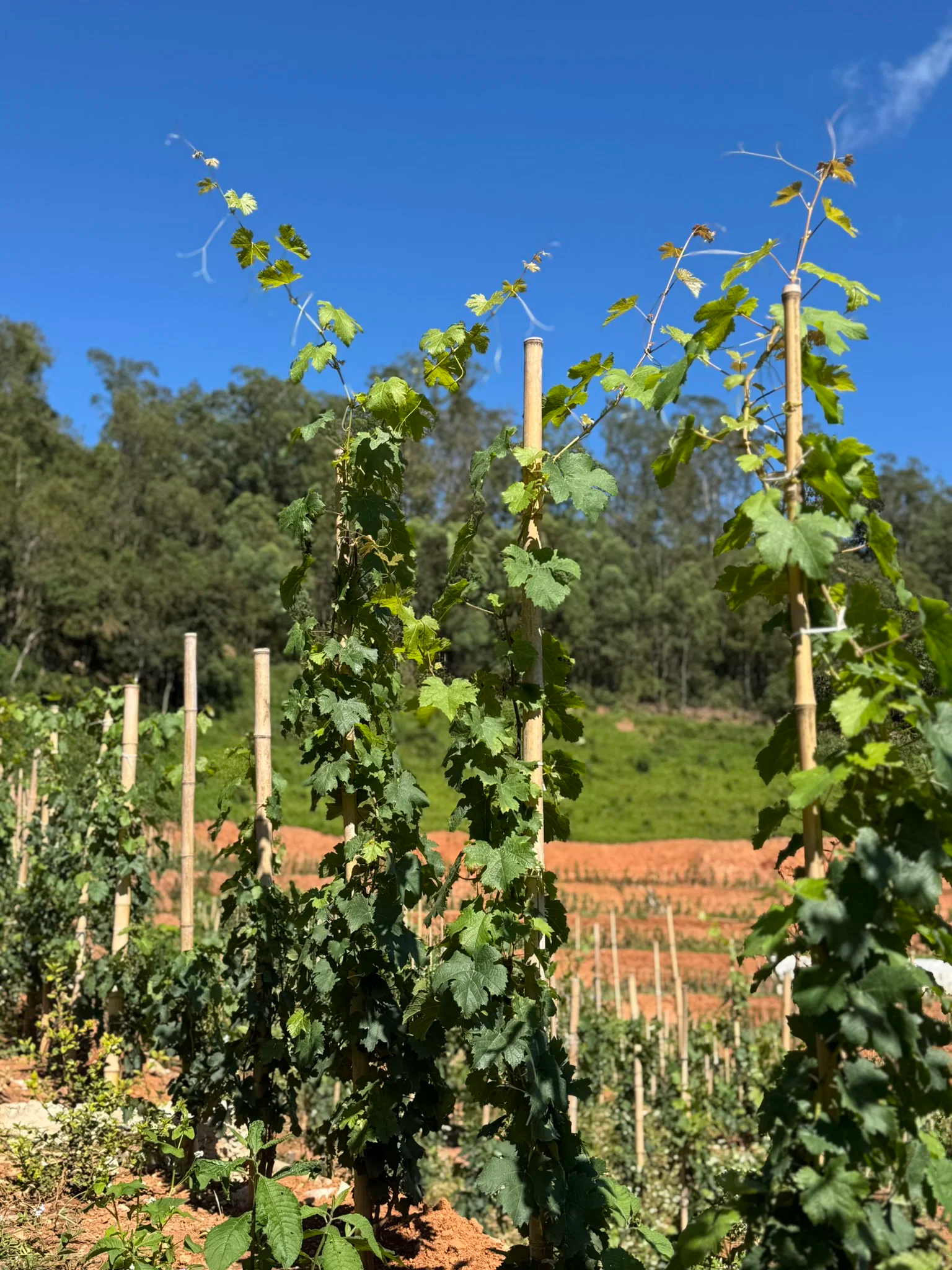 Winery 1